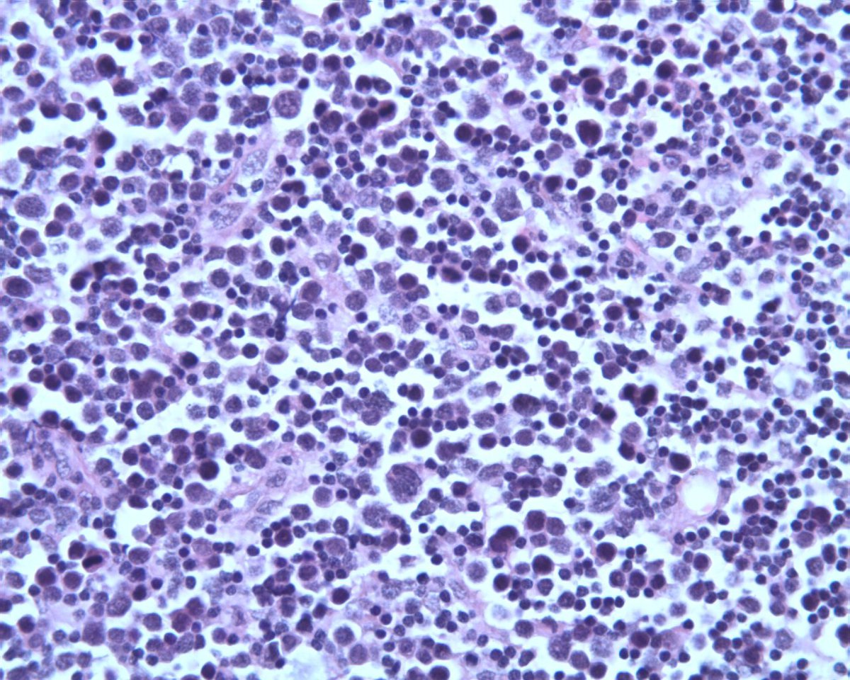 Histology x400